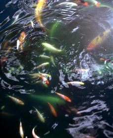 Wellington Osawano Japanese Gardens - Foster Accommodation 2