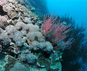 Stepping Stones Dive Site - Foster Accommodation 1