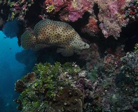 Stepping Stones Dive Site - Foster Accommodation 2