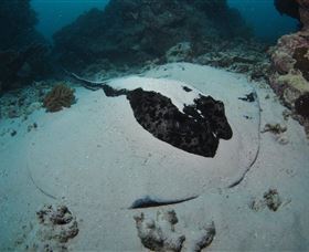 Stepping Stones Dive Site - Foster Accommodation 3