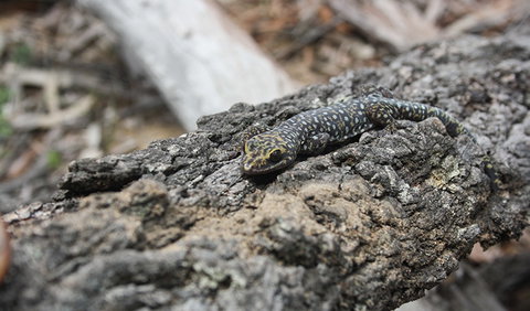 Wagun Picnic Area - Foster Accommodation 1