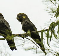 Conimbla National Park - Foster Accommodation