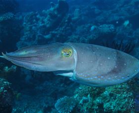 Snake Pit Dive Site - Foster Accommodation 1