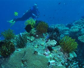 Snake Pit Dive Site - Foster Accommodation 2