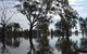 Doodle Cooma Swamp - thumb 1