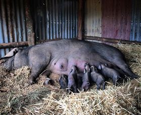 Springview Eco-Farm - Foster Accommodation 7