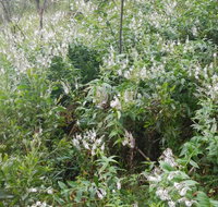 Snowgum walking track - Foster Accommodation