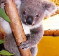 Cooberrie Park Wildlife Sanctuary - Foster Accommodation
