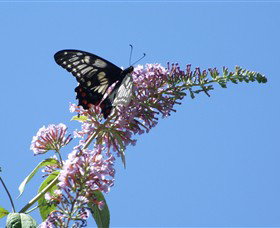 Albury Botanic Gardens - Foster Accommodation 5