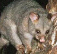 Moondarra State Park - Foster Accommodation