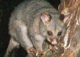 Moondarra State Park - Foster Accommodation 0