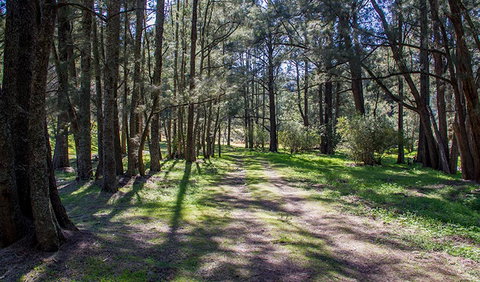 Wombeyan Waterfall Walking Track - Foster Accommodation 0