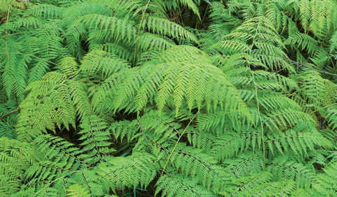 Boonoo Boonoo National Park - Foster Accommodation 1