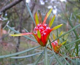 Glenbrook NSW Foster Accommodation
