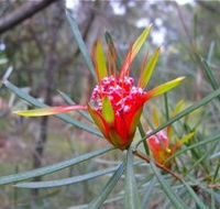 Glenbrook Native Plant Reserve and Nursery - Foster Accommodation