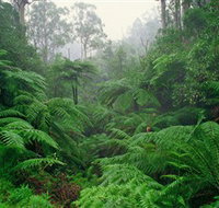 Tarra Bulga National Park - Foster Accommodation