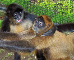 Hunter Valley Zoo - Foster Accommodation 5