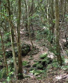State Forests Of The Watagan Mountains - Foster Accommodation 2