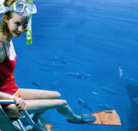 Roy Rufus Artificial Reef Dive Site - Foster Accommodation