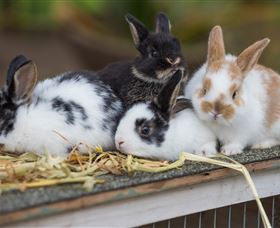 Amazement Farm And Fun Park / Cafe And Farmstay Accommodation - Foster Accommodation 2