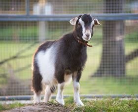 Amazement Farm And Fun Park / Cafe And Farmstay Accommodation - Foster Accommodation 3