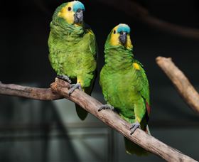 Amazement Farm And Fun Park / Cafe And Farmstay Accommodation - Foster Accommodation 7