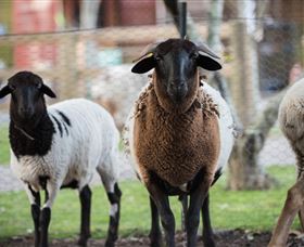 Amazement Farm And Fun Park / Cafe And Farmstay Accommodation - Foster Accommodation 4