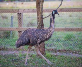 Amazement Farm And Fun Park / Cafe And Farmstay Accommodation - Foster Accommodation 6