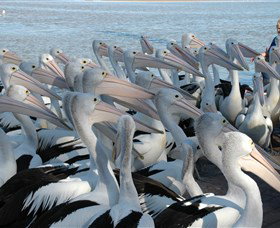 Pelican Feeding - Foster Accommodation 2