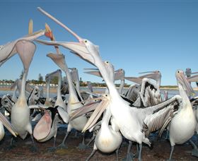 Pelican Feeding - Foster Accommodation 3