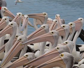 Pelican Feeding - Foster Accommodation 4