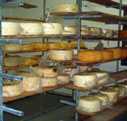 Harvey Cheese - Foster Accommodation
