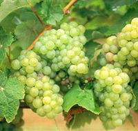 Red Tail Wines - Foster Accommodation