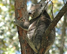 Tilligerry Habitat State Reserve - Foster Accommodation 1