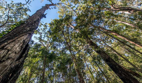 Brimbin Nature Reserve - Foster Accommodation 3