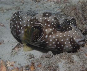 Tangalooma Wrecks Dive Site - Foster Accommodation 2
