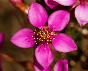 Flora - Foster Accommodation 0