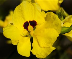 Flora - Foster Accommodation 1