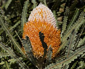 Flora - Foster Accommodation 2