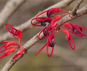 Flora - Foster Accommodation 3