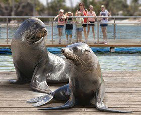 Australia's Sea World - Foster Accommodation 1