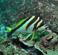 Palm Beach Reef Dive Site - Foster Accommodation