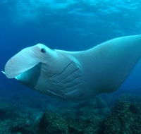 Manta Bommie Dive Site - Foster Accommodation