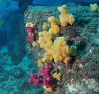 Shag Rock Dive Site - Foster Accommodation