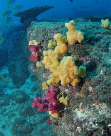 Shag Rock Dive Site - Foster Accommodation 0