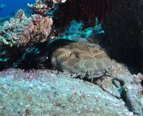Shag Rock Dive Site - Foster Accommodation 3