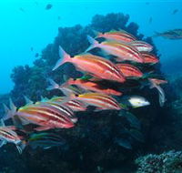 Flat Rock Dive Site - Foster Accommodation