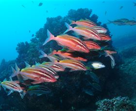 Flat Rock Dive Site - Foster Accommodation 0