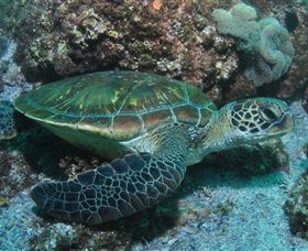 Flat Rock Dive Site - Foster Accommodation 1