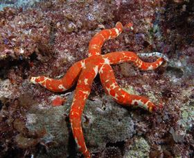Flat Rock Dive Site - Foster Accommodation 2